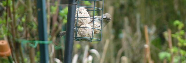 Les oiseaux et autres petits bonheurs