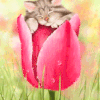 La Tulipe !