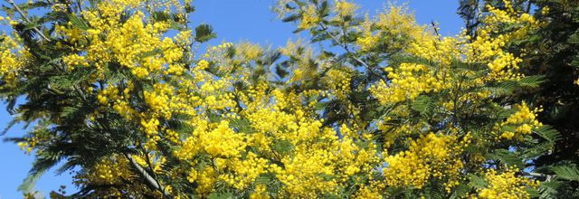 mon mimosa en fleurs et ...