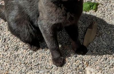 un chat qui m'avait adopté  hi hi 