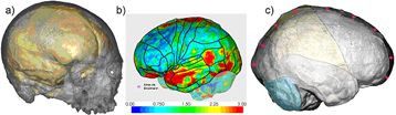 Evolution du cerveau d'Homo sapiens depuis 30 000 ans