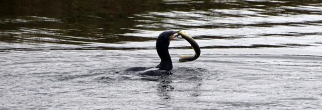 Grand cormoran et son anguille 2022 