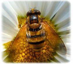 Volucella sp