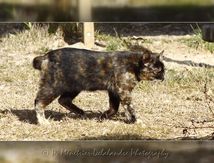 Chat Européen écaille de tortue