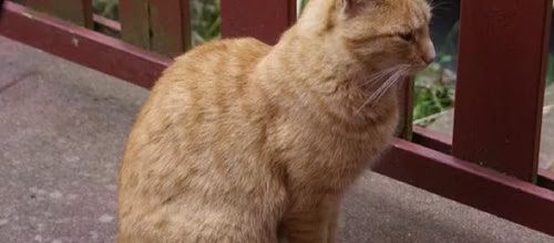 Pourquoi le chat enveloppe ses pattes avec sa queue ?