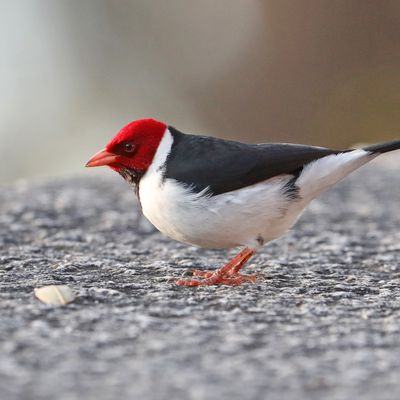 Des passereaux de toutes les couleurs