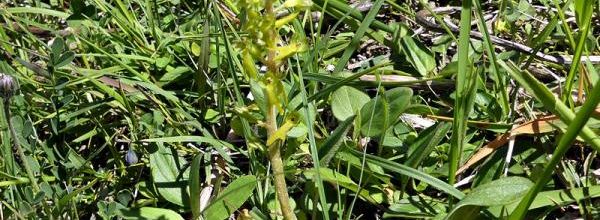 Neottia ovata = Listera ovata  -  grande listère