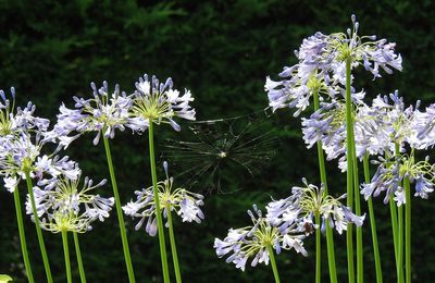 Les fleurs de mon jardin : les agapanthes...