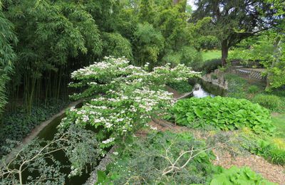 des fleurs à Angers