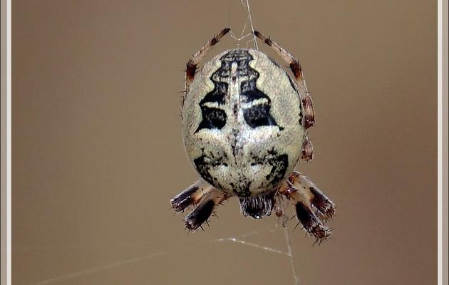 Araignée Épeire des roseaux (Larinioides cornutus) - La Couarde-sur-Mer - Ile de Ré - 17