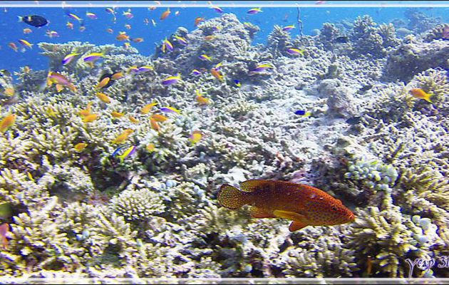 Mérou rouge ou Vieille de corail ou étoilée, Coral hind or Jewel grouper (Cephalopholis miniata) - Kuda Faru Thila - Atoll d'Ari - Maldives