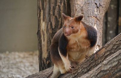 Ménagerie du Jardin des Plantes :  Le dendrolague de Goodfellow
