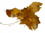 Chronique des jours d'automne - Chronicle of the autumnal days