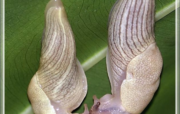 Grosse étreinte amoureuse pour deux limaces, Big hug in love for two slugs - Nosy Sakatia - Madagascar
