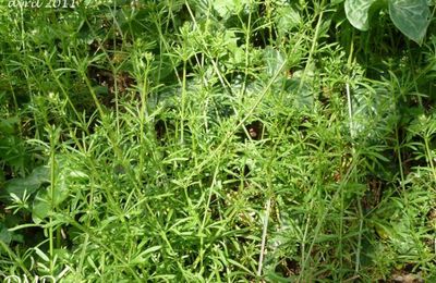 Galium aparine - gaillet gratteron