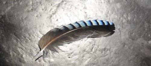 ... j'ai une plume de geai...!