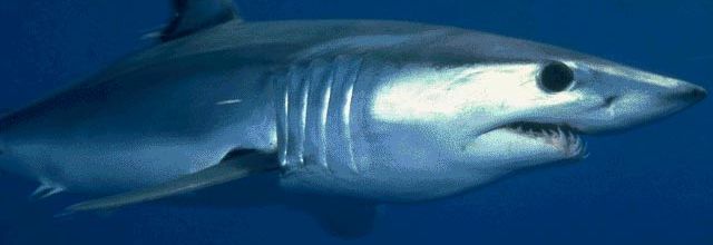 Isurus oxyrinchus