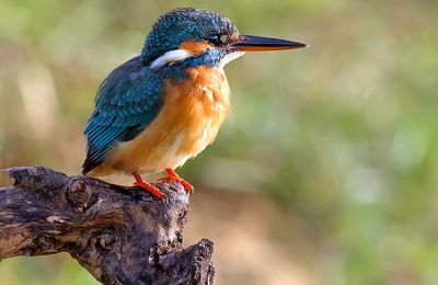 Le martin-pêcheur en action 