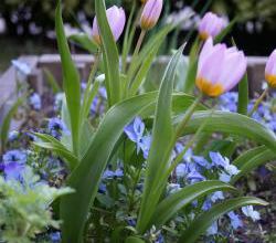 la culture des tulipes botaniques