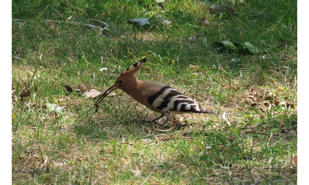 un Huppé sur le camping 