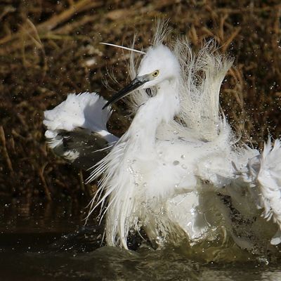 Bain d'Aigrette garzette en nuptial.