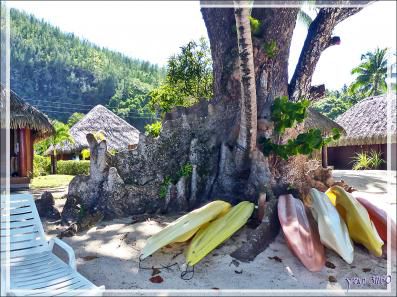 Les superbes racines du Takamaka, Tamanu (Calophyllum inophyllum) - Baie d'Avea - Huahine - Polynésie française