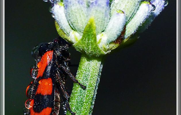 Cercope sanguin (Cercopis vulnerata) - Lartigau - Milhas - 31