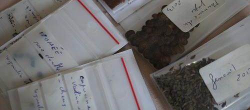 Seeds of Love 2014 : petit sachet, grand bonheur