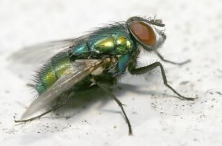 Ah, si j'étais une mouche !