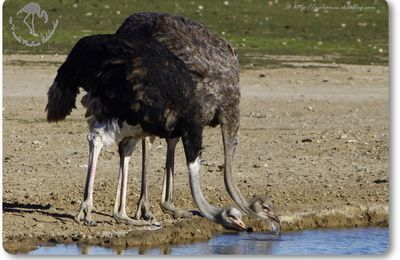 Autruche d'Afrique (Struthio camelus) - Struthioniformes