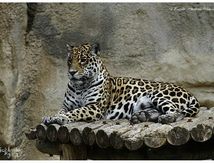  Jaguar (Panthera onca)