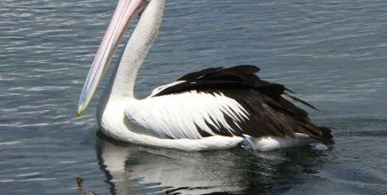 Pelican