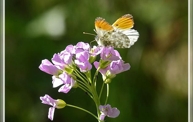 Papillon Aurore, Orange tip (Anthocharis cardamines) - Milhas - 31