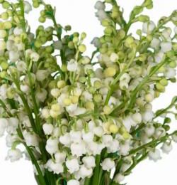 Bouquet du muguet et blagues