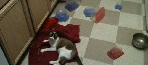 Chat fait tout tomber