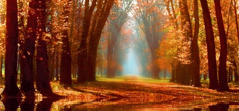 AUTOMNE - logo animé