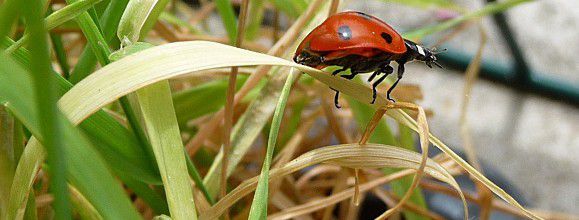 Tite Coccinelle