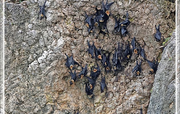 En premier, nous irons voir ces drôles d'oiseaux que sont les roussettes (chauves souris frugivores, appelées aussi renards volants) - Kiti-kiti Waterfall - Fakfak Regency - West Papua Province - Indonésie