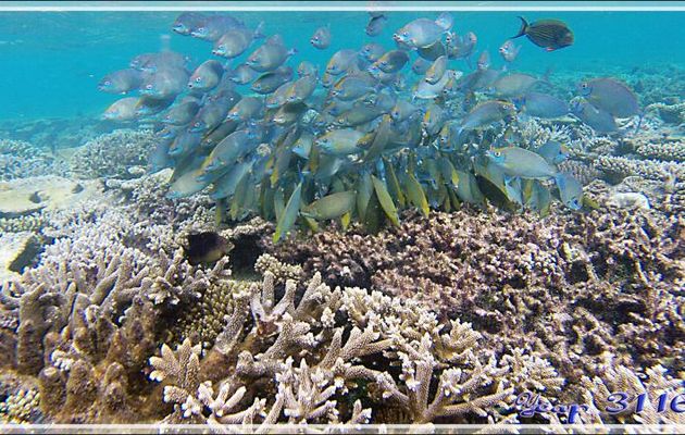 Banc de Poissons lapins argentés ou picots gris ou sigans vermiculés (Siganus argenteus) avec Chirurgiens clowns - Athuruga - Atoll d'Ari - Maldives