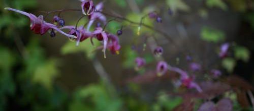Epimedium 'pink champagne'