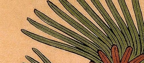 Mon avis sur "Les sept plumes de l'aigle" par Henri Gougaud