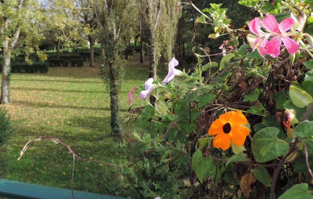 des fleurs en Octobre