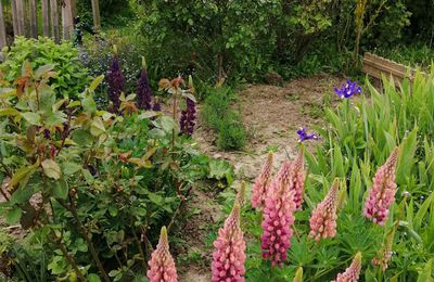 Visite d'un jardin d'atmosphère dans la Sarthe