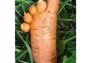 DROLES DE LEGUMES