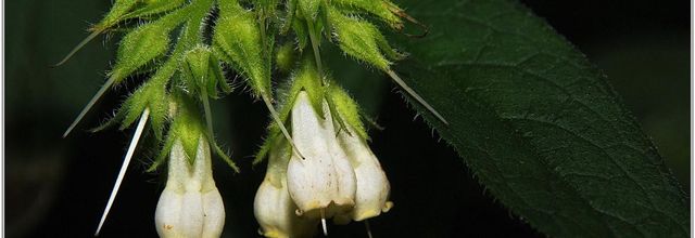 Consoude Officinale (1) - Symphytum officinale