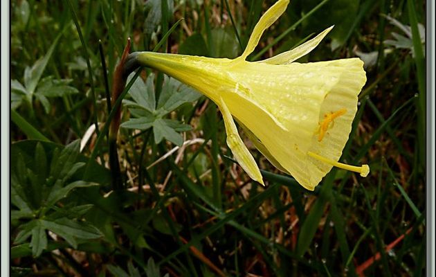 Narcisse trompette ou Trompette de méduse (Narcissus bulbocodium) - Franquevielle - 31