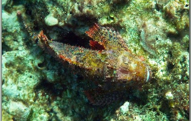 Rascasse tête plate ou Poisson-scorpion à houppes (Scorpaenopsis oxycephala) - Anse Takamaka - Mahé - Seychelles