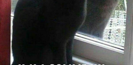 Le chat miroir