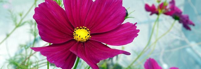 En passant au-dessus... des fleurs
