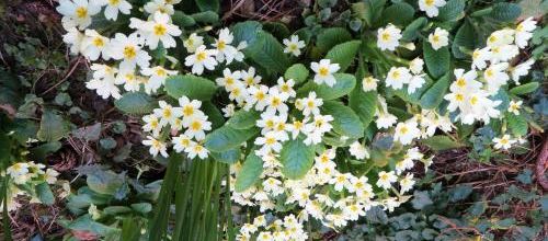 Délice de printemps 